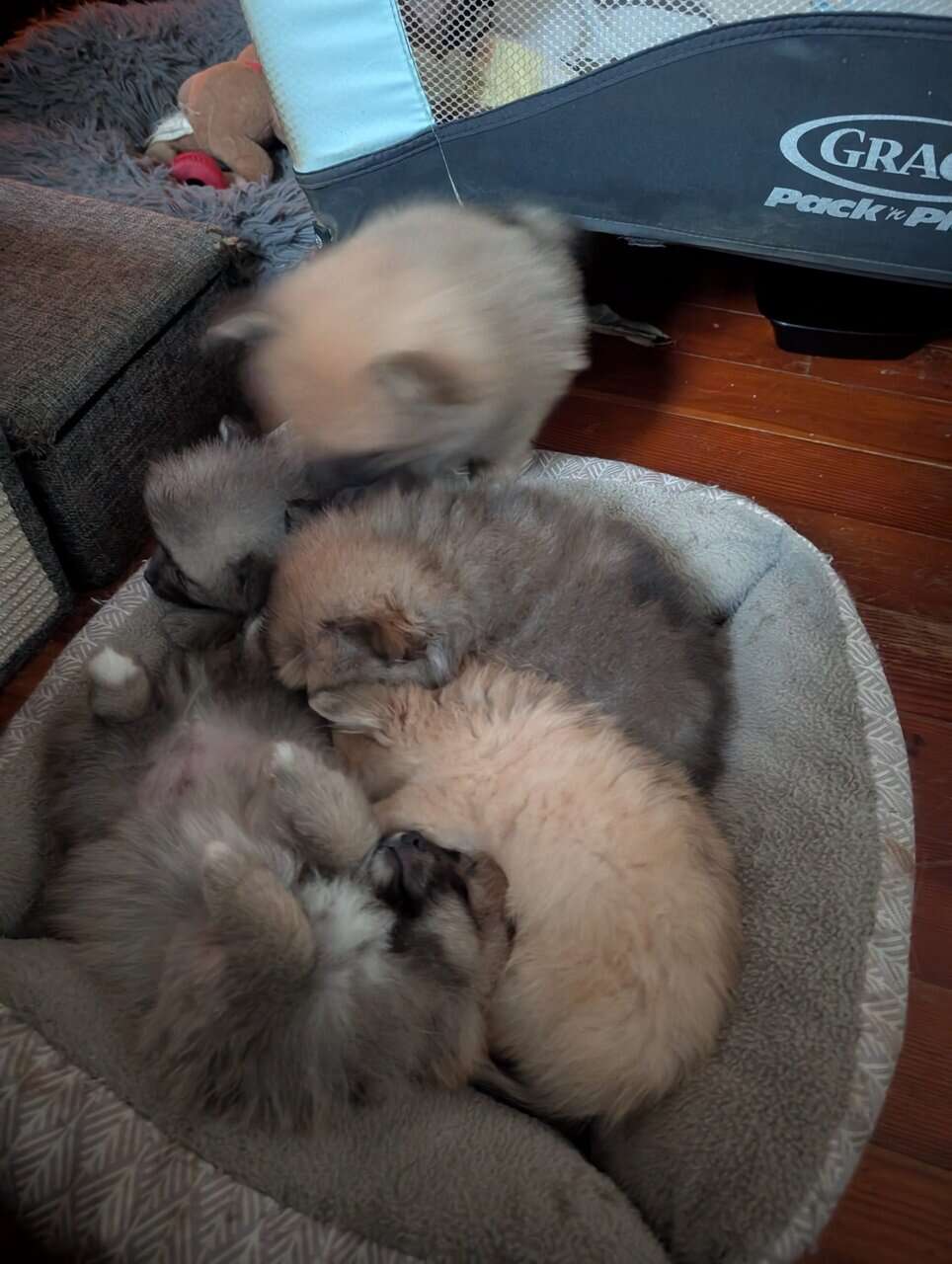 Pommeranians puppies image 1