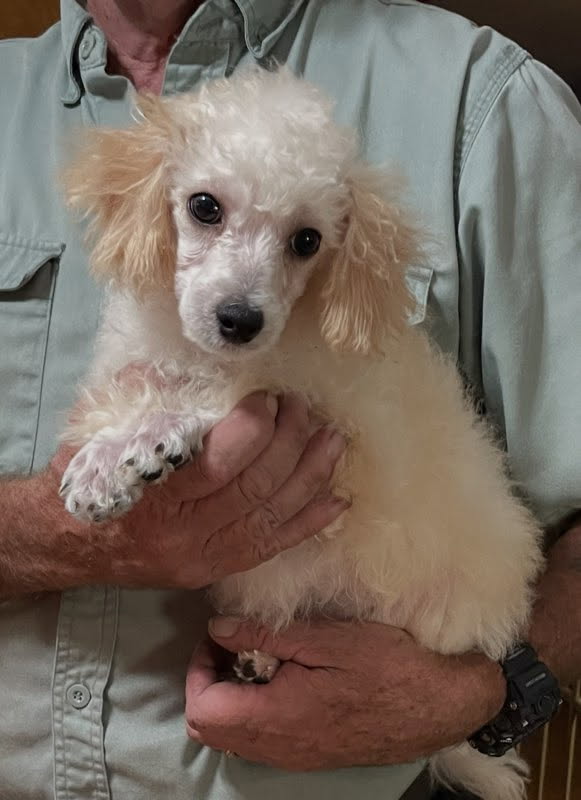 Toy Poodle image 2