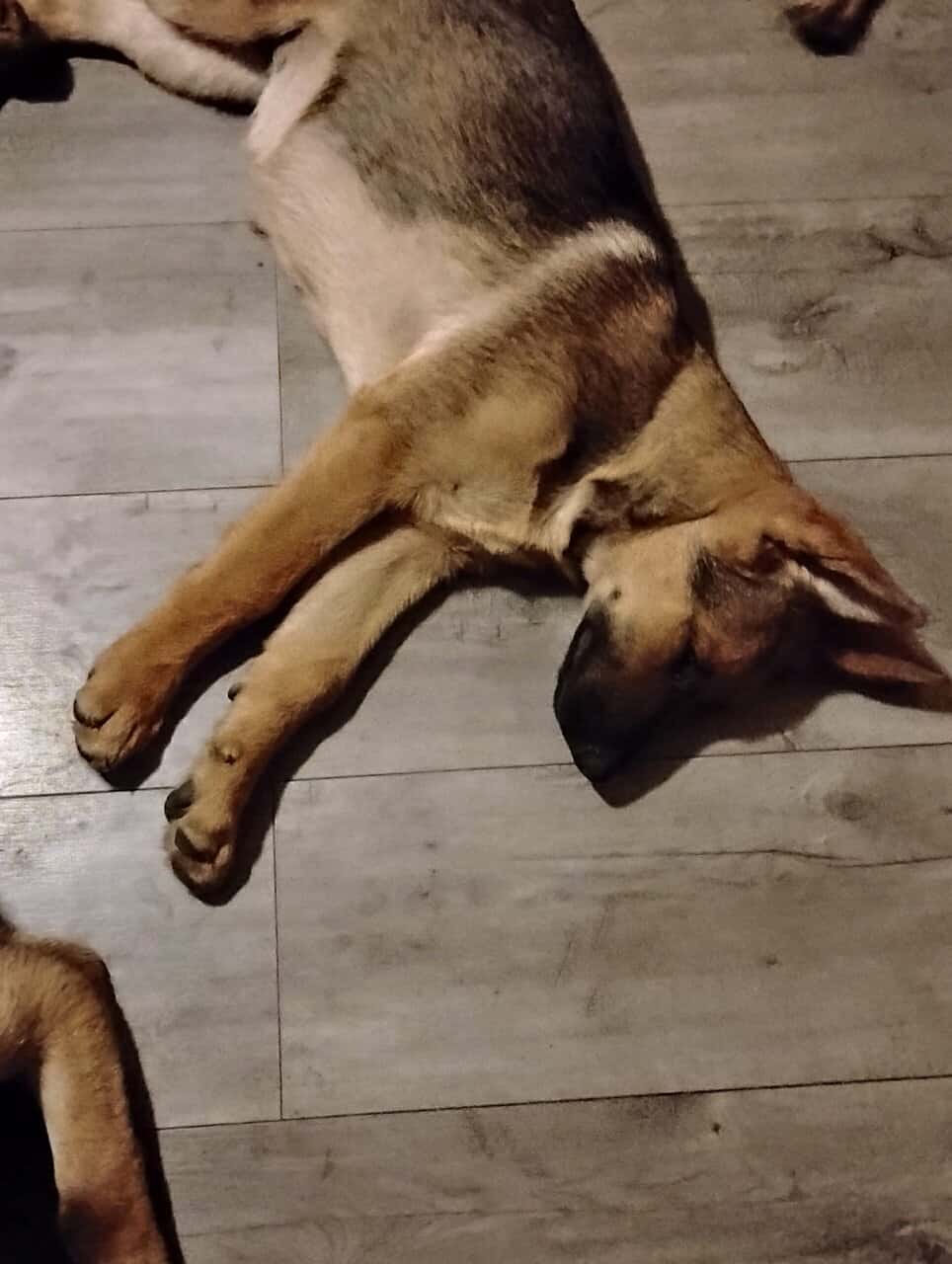 German Sheppard puppies for sale image 3