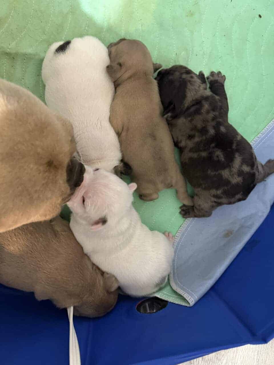 French bulldog babies image 12