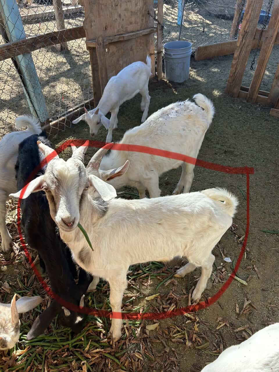 Male goats for sale 350 each image 1