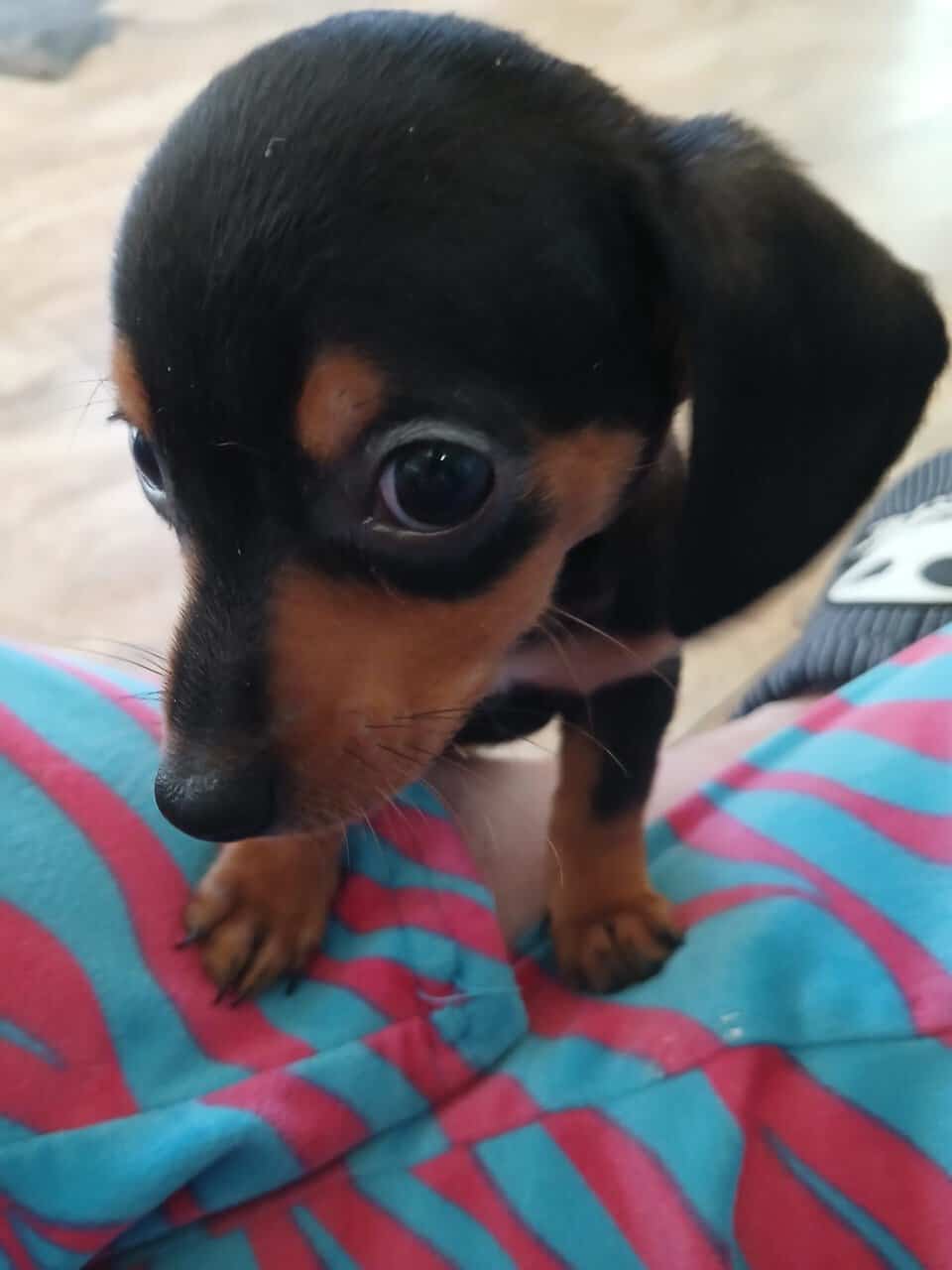 Dachshund puppies image 1