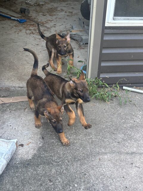 3 female German Sheppard Puppies for sale image 5