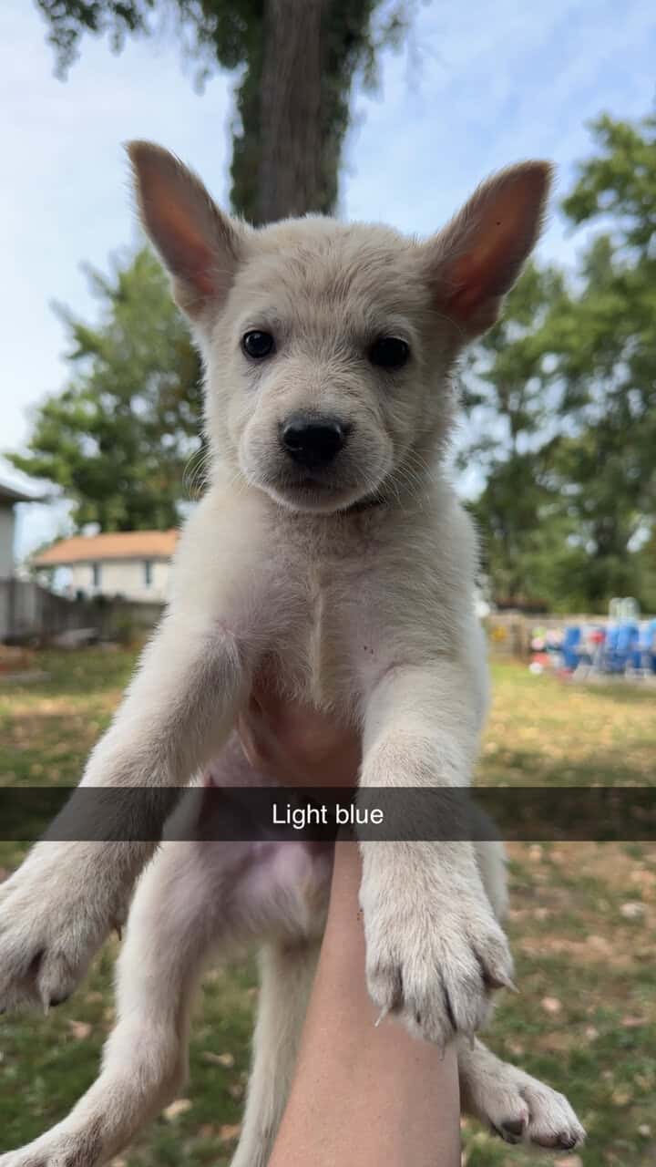 AKC German Shepherd Puppies image 4