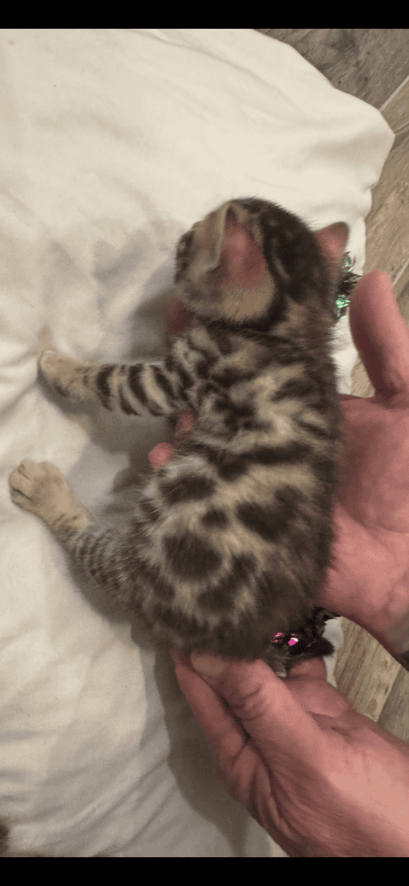 Bengal Kittens Available image 5