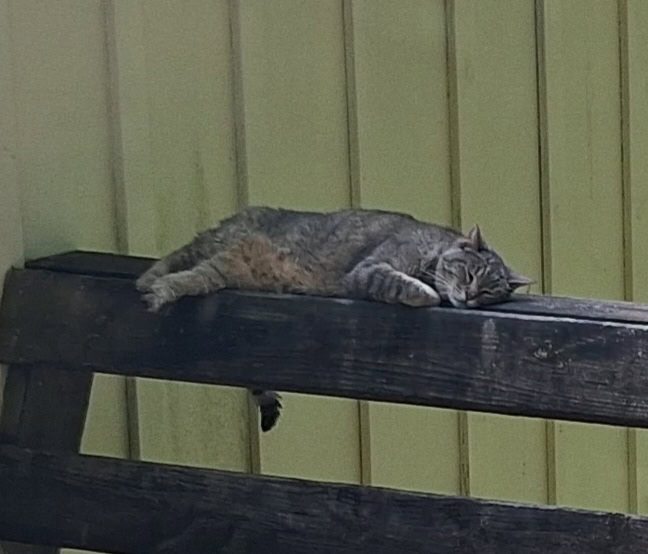 Senior Part Siamese Cat image 2