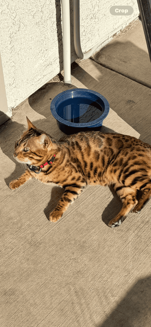 Bengal Kittens Available image 10