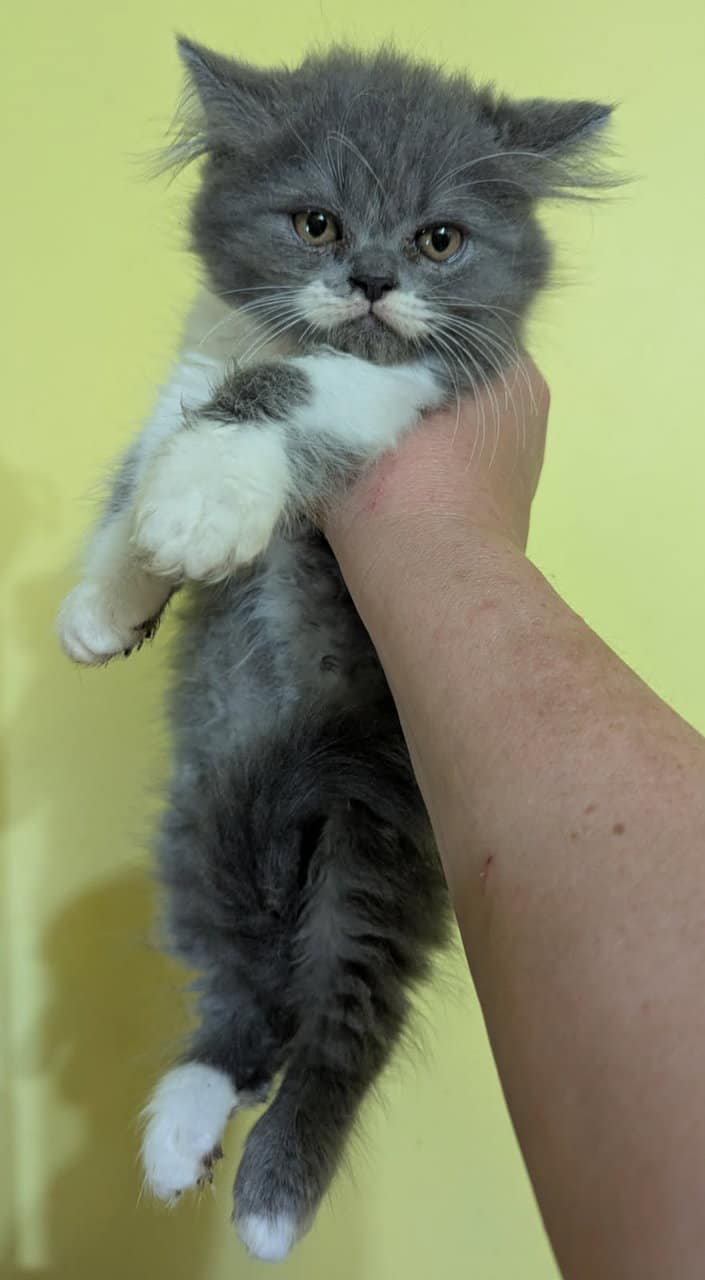 Adorable Persian Kittens image 2