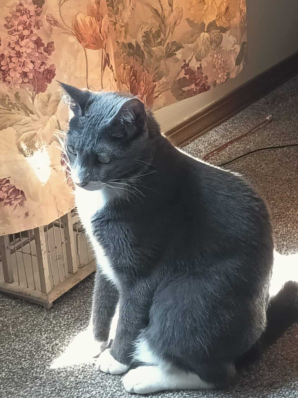 Pebbles the cat. so cool. image 2