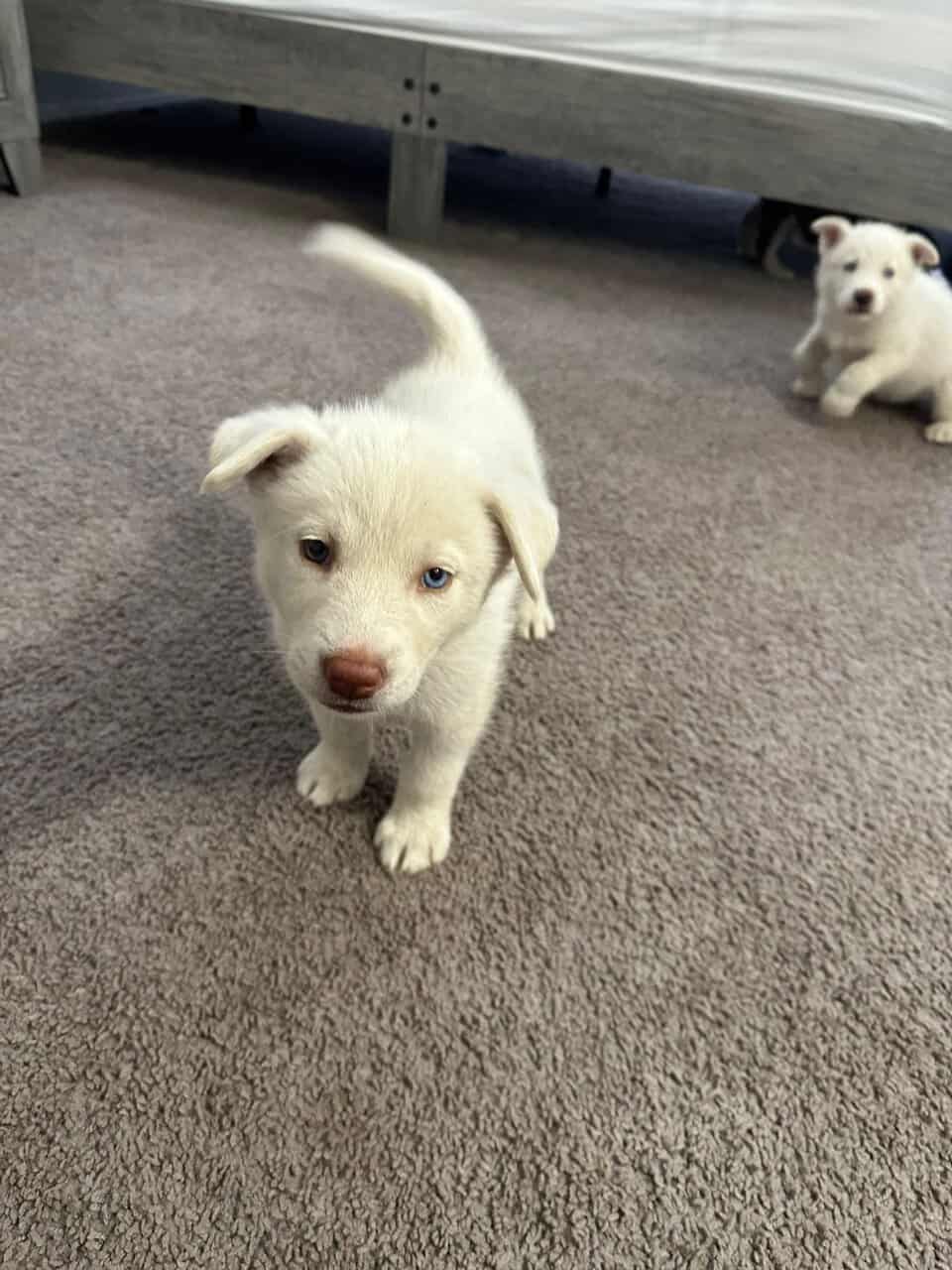 Husky puppies image 5