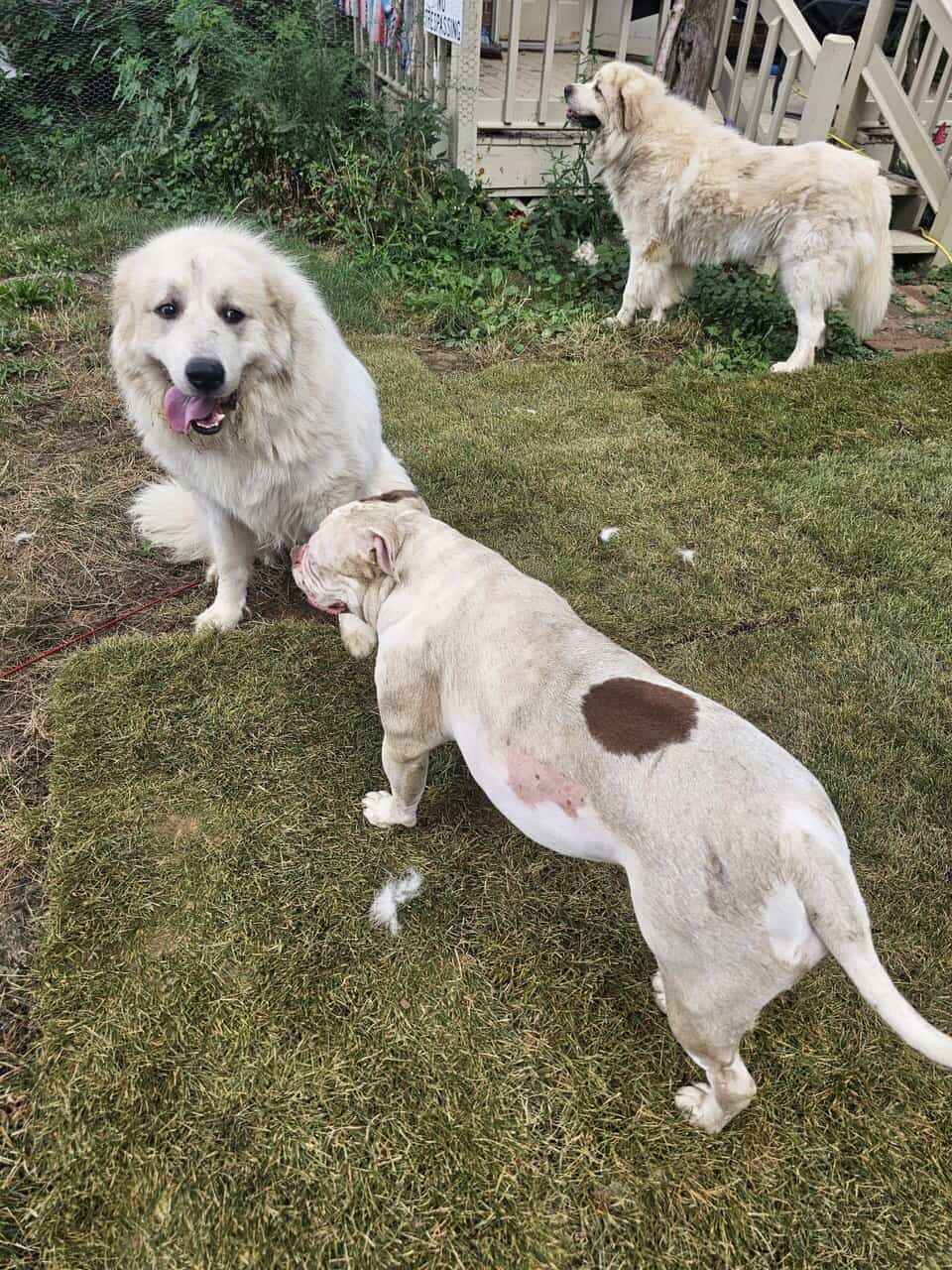 2 yr old Great Pyrenees brothers 3% wolf image 2