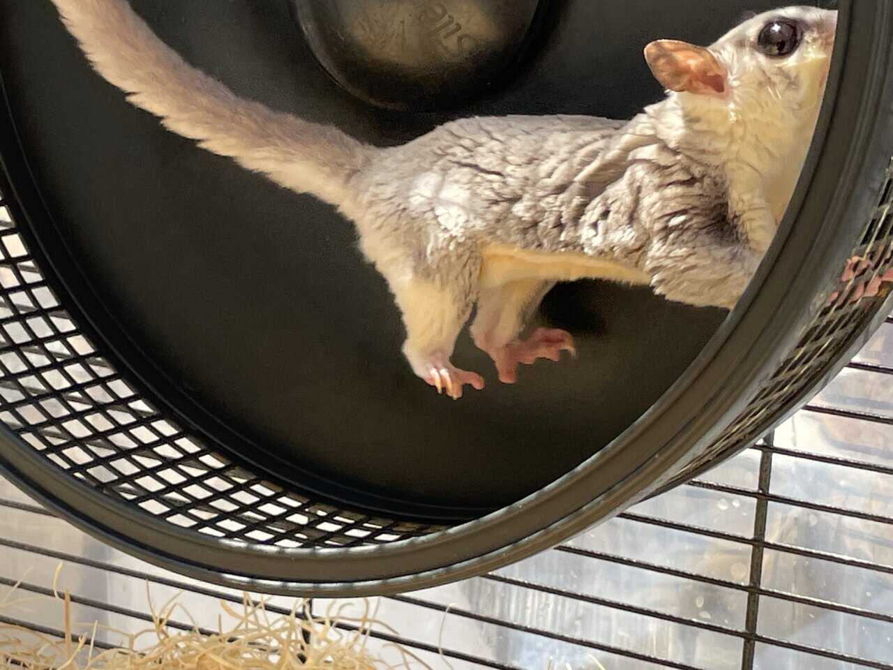 Sugar Glider Colony image 3