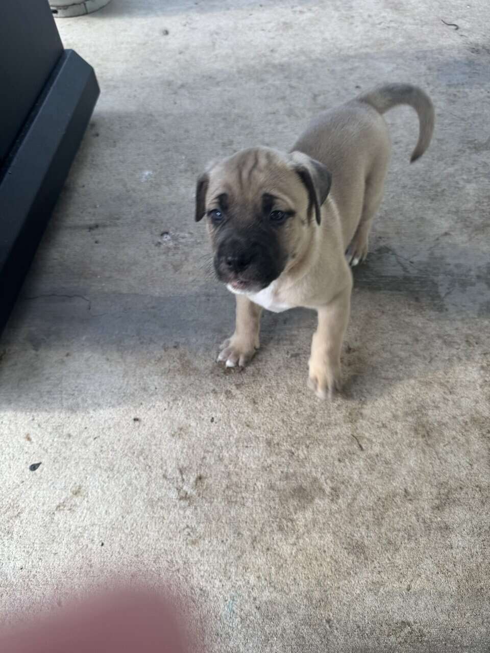 Mastiff Mix Puppies image 1