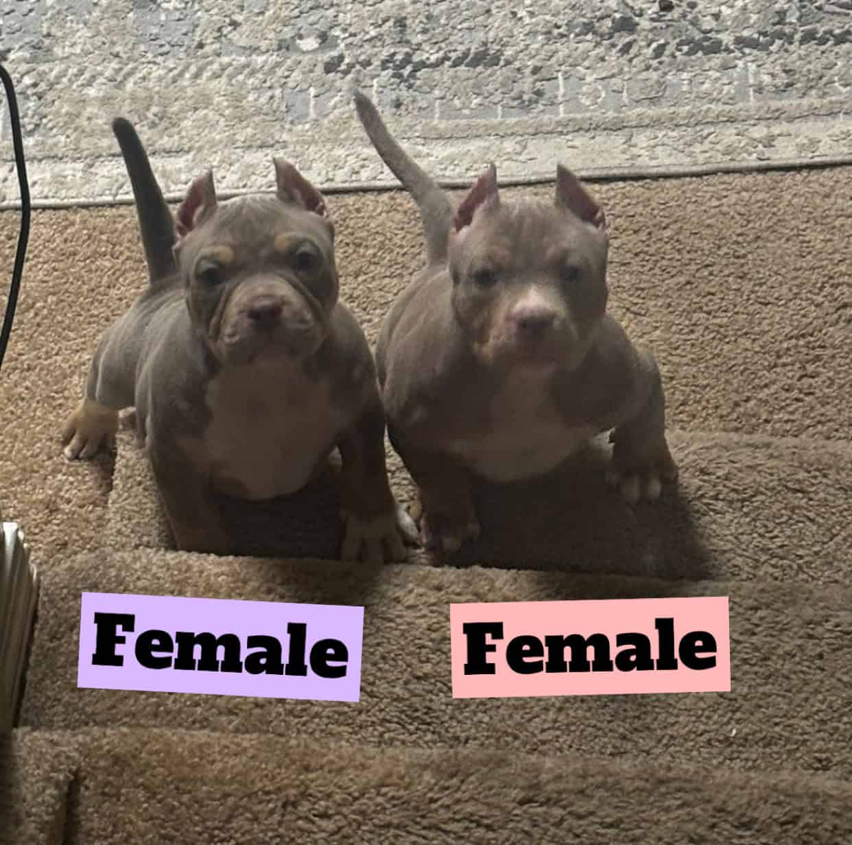Pocket America bully puppy image 1