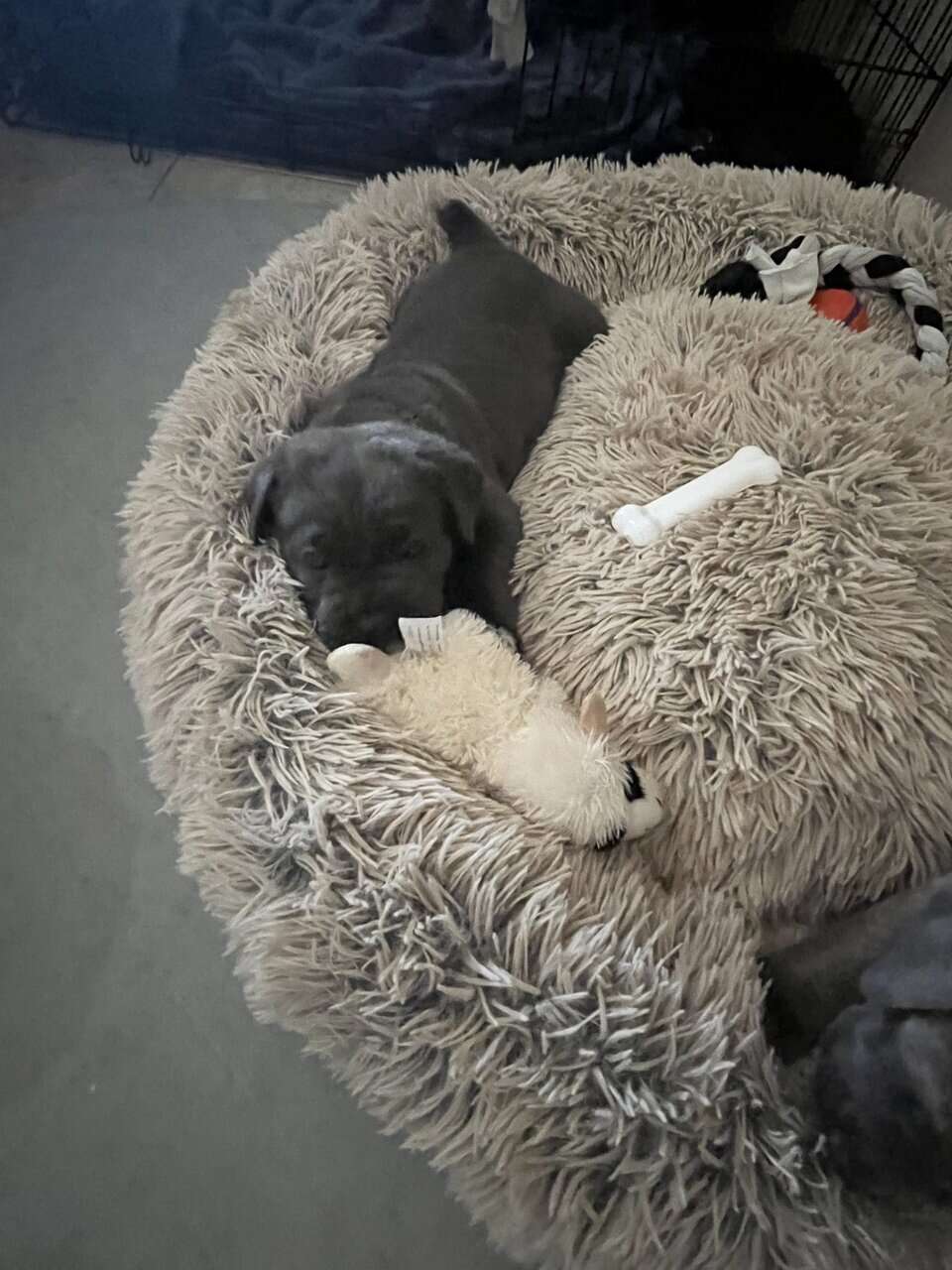 Cane Corso Puppy’s looking for there Furr Ever luv image 18