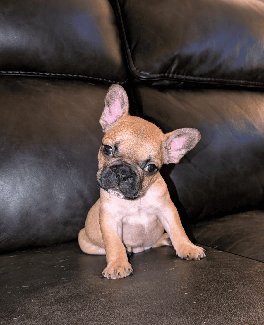 Frenchton puppies 75% French bulldog CKC image 1