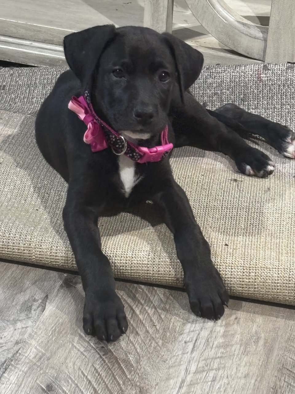 Female puppy image 2