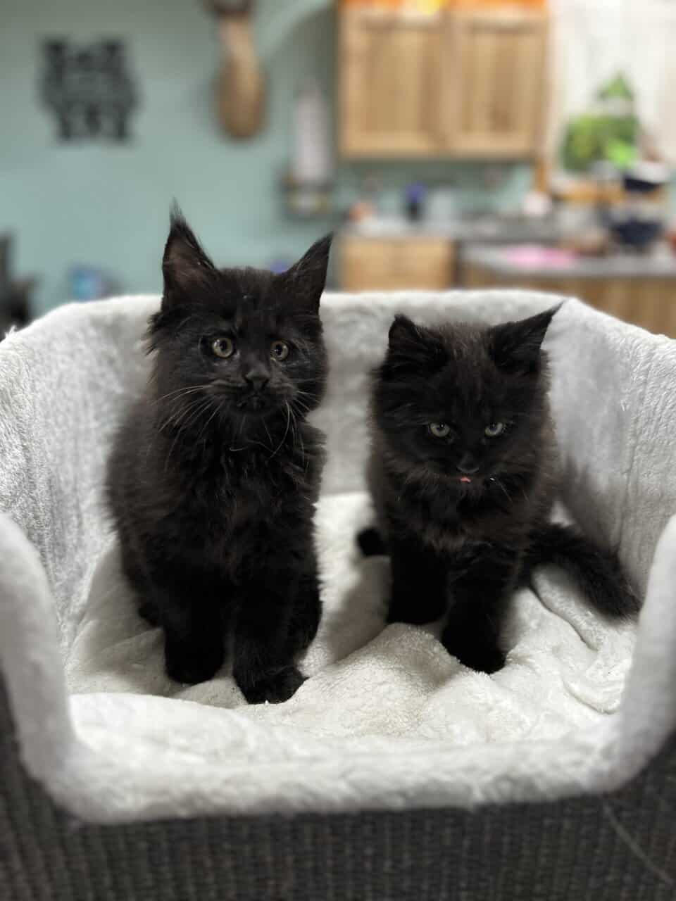 Maine Coon Kittens image 4