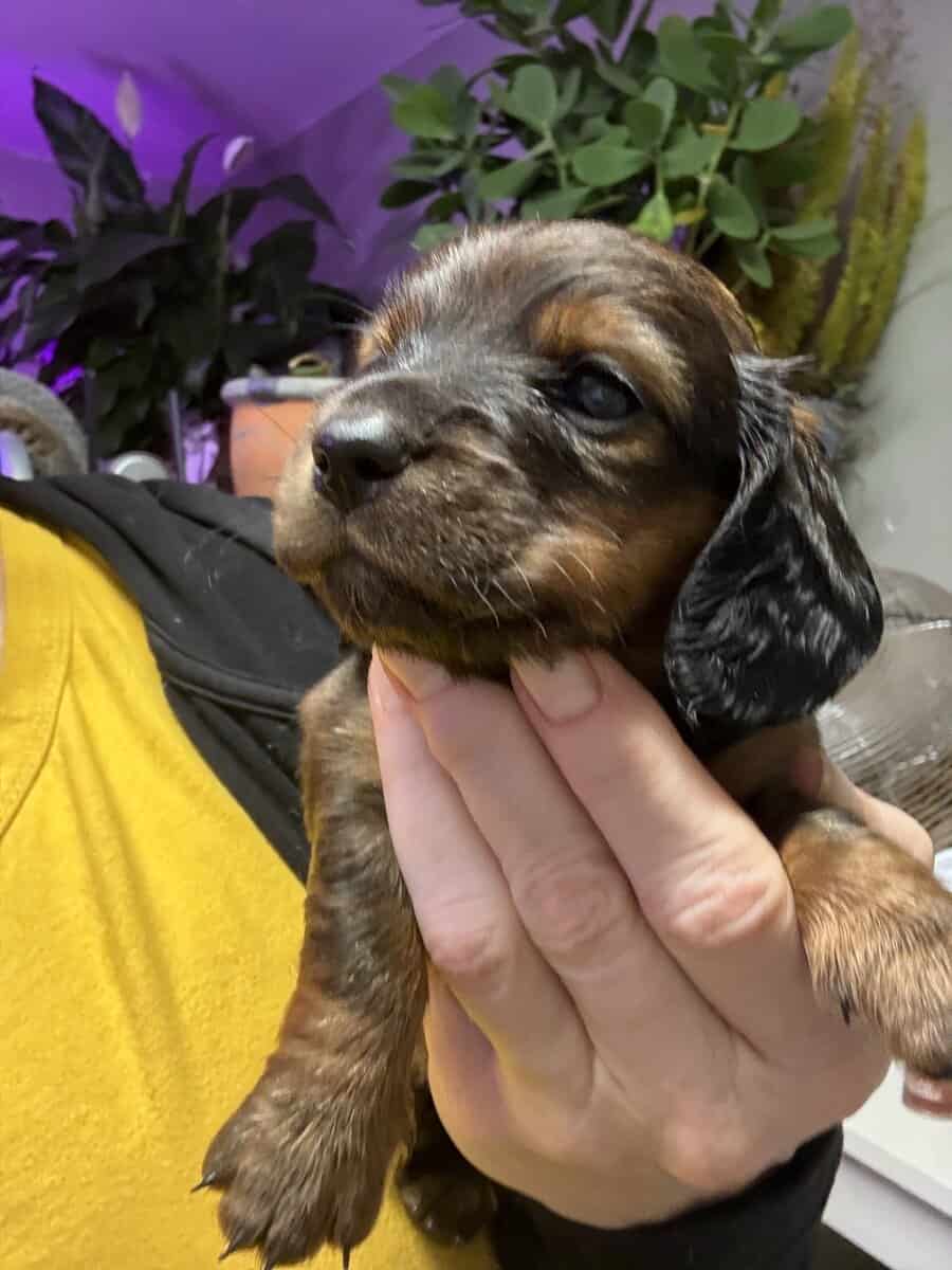 Dachshund Puppies image 2