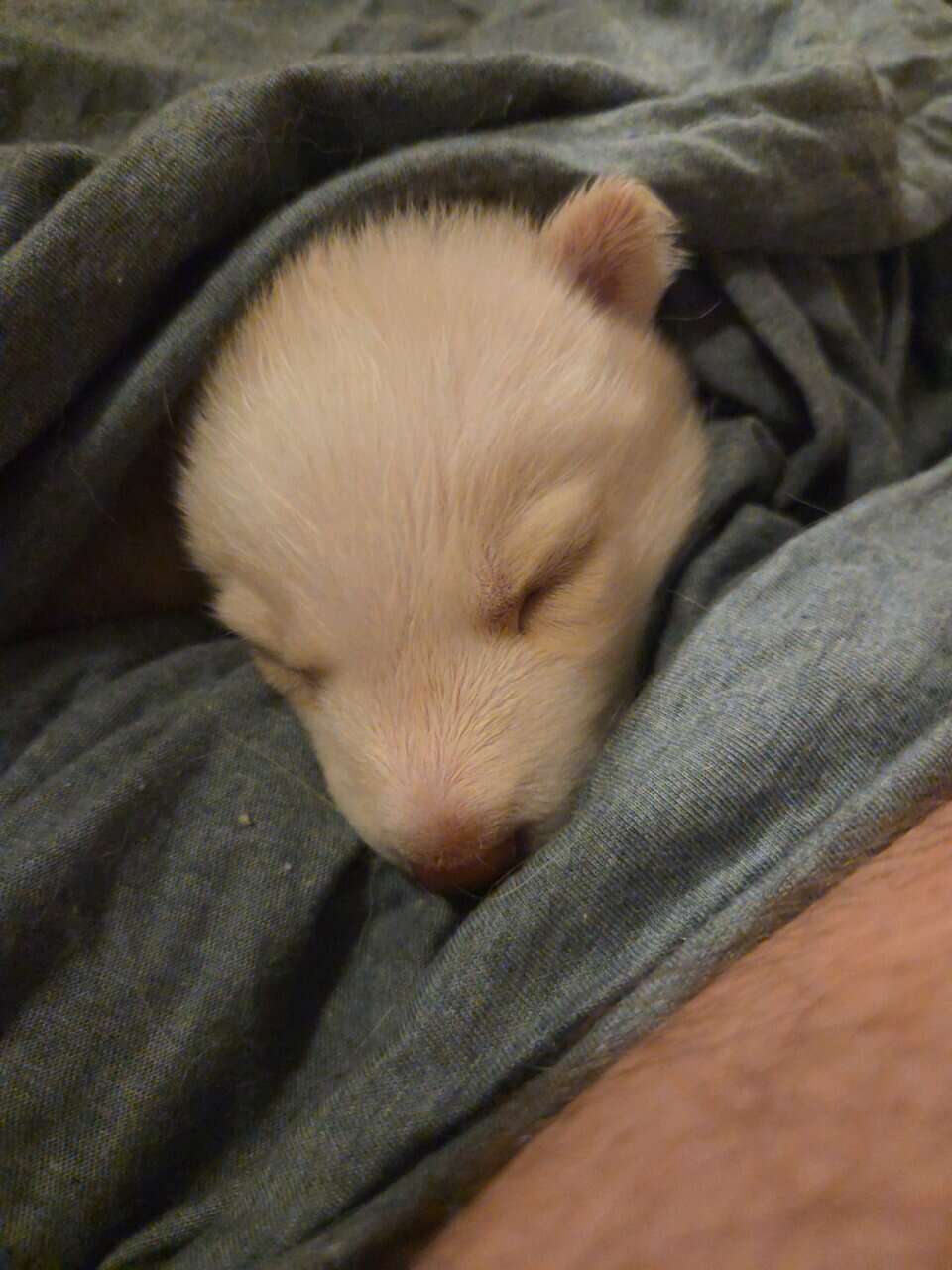 Husky puppies for sale image 4
