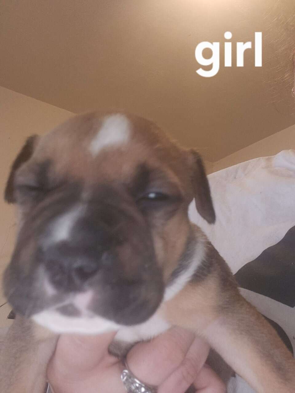 2 female full blooded pittbulls image 1