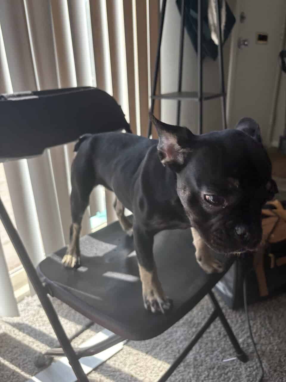 Girl Frenchie for sale image 3