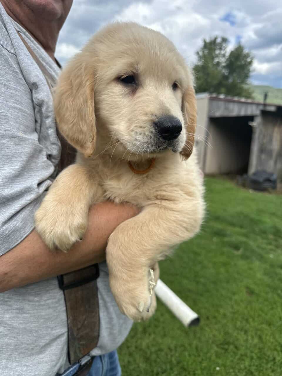 AKC Golden Retriever Puppies image 2