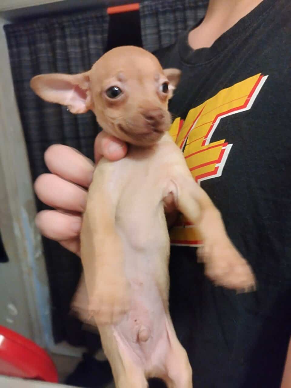 Three Chihuahua puppies in need of forever homes image 8
