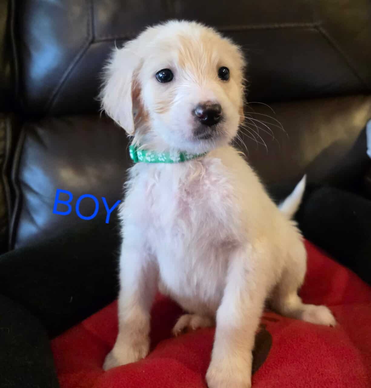 Goldendoodle pups image 6