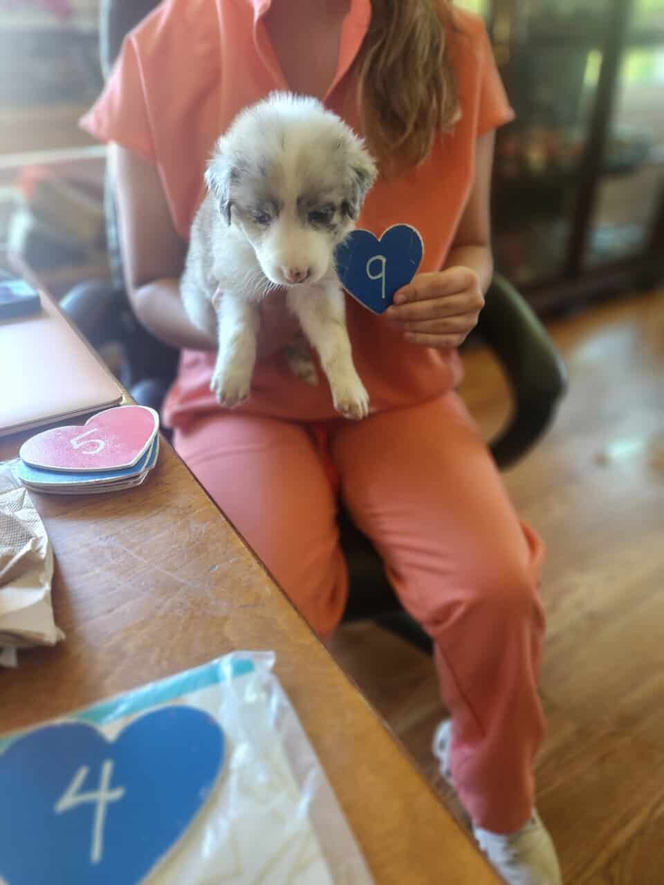 Australian Shepherd puppies 8 wks old vet check image 3