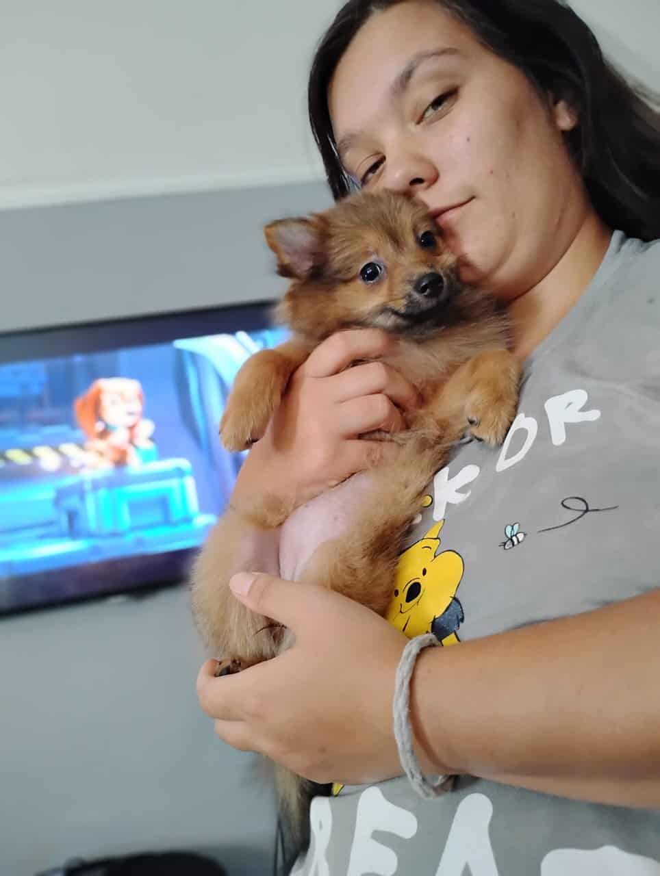 Pom puppies image 1