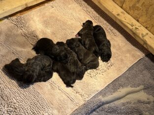 Cane Corso Puppies Iowa