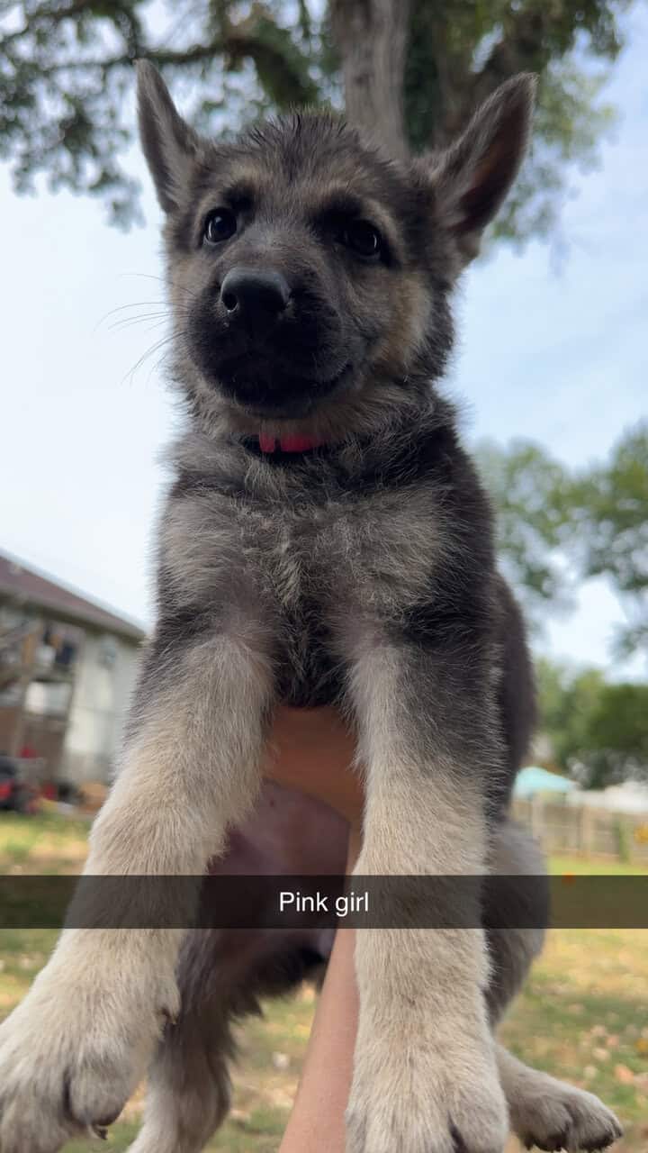 AKC German Shepherd Puppies image 6