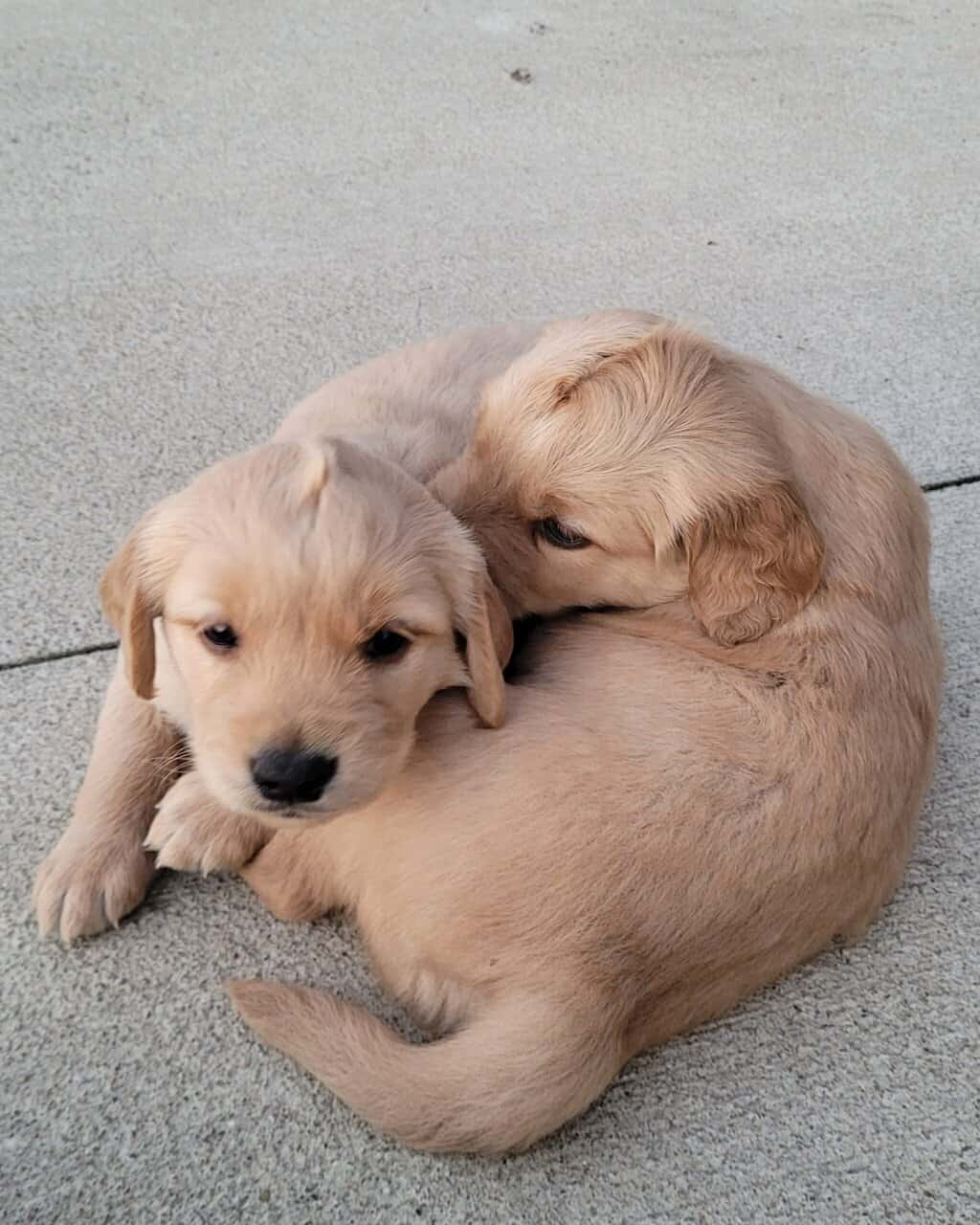 Golden Retriever puppies image 13