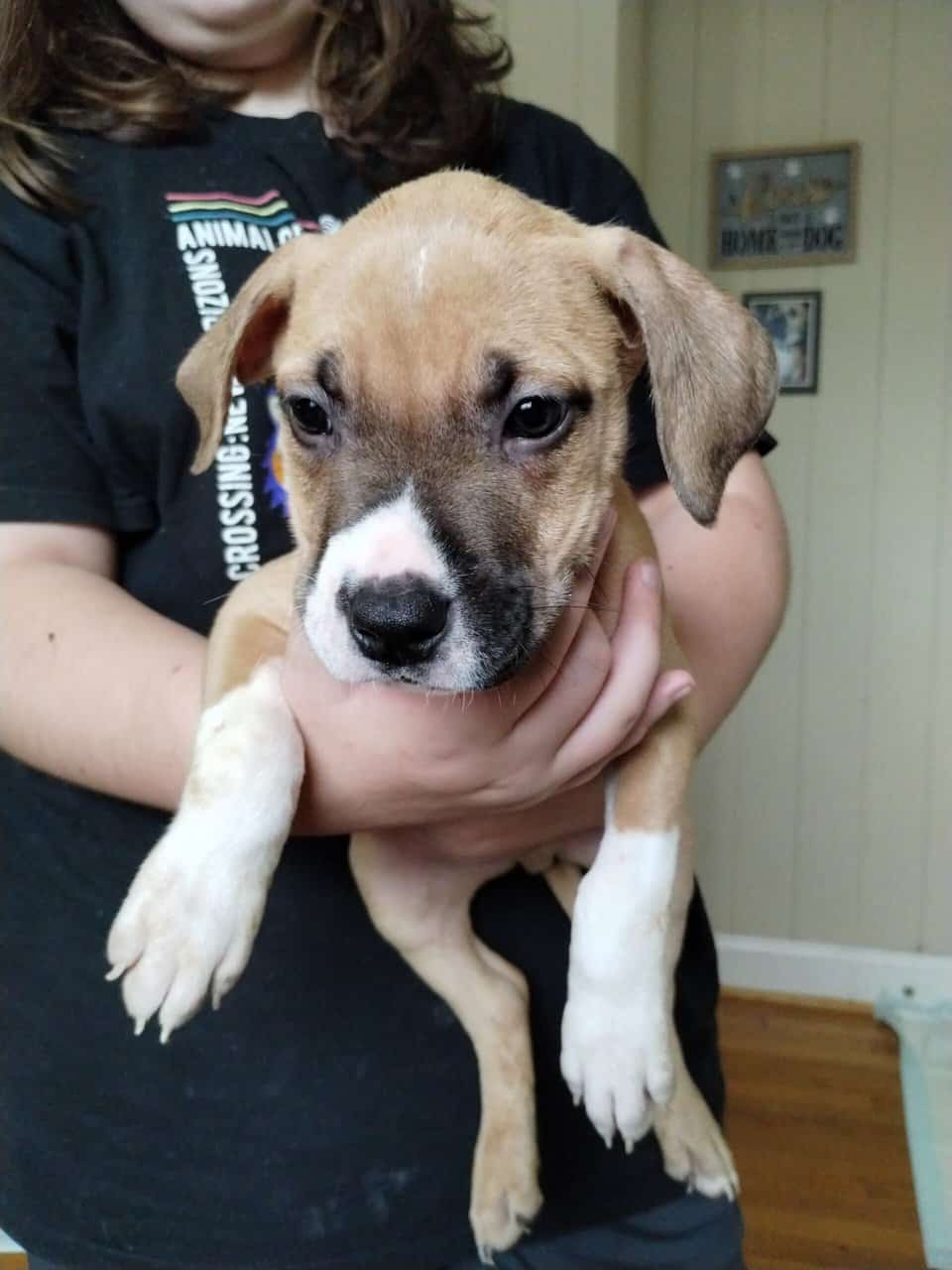 Boerboel/Presa Canario Mix puppies image 2