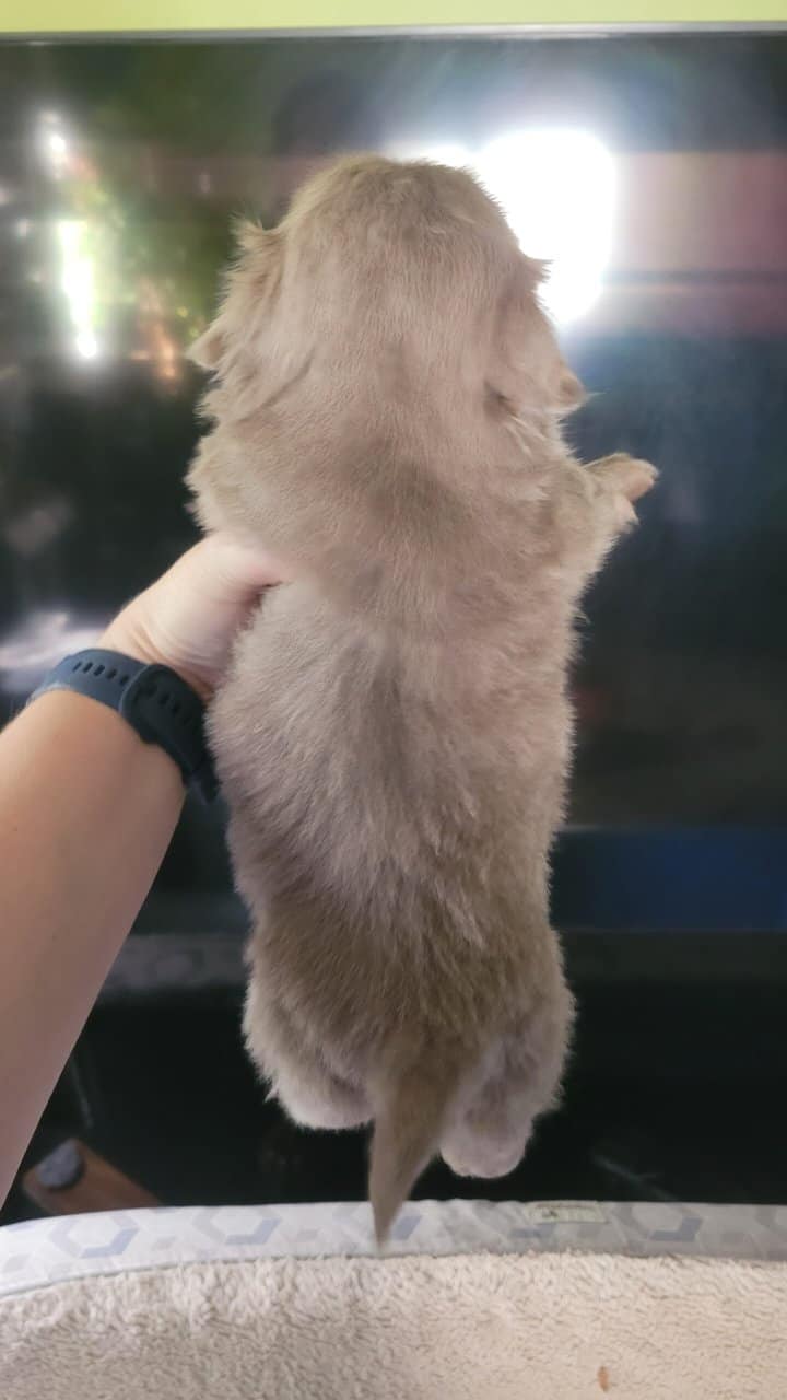 AKC Shih Tzu Puppies image 2