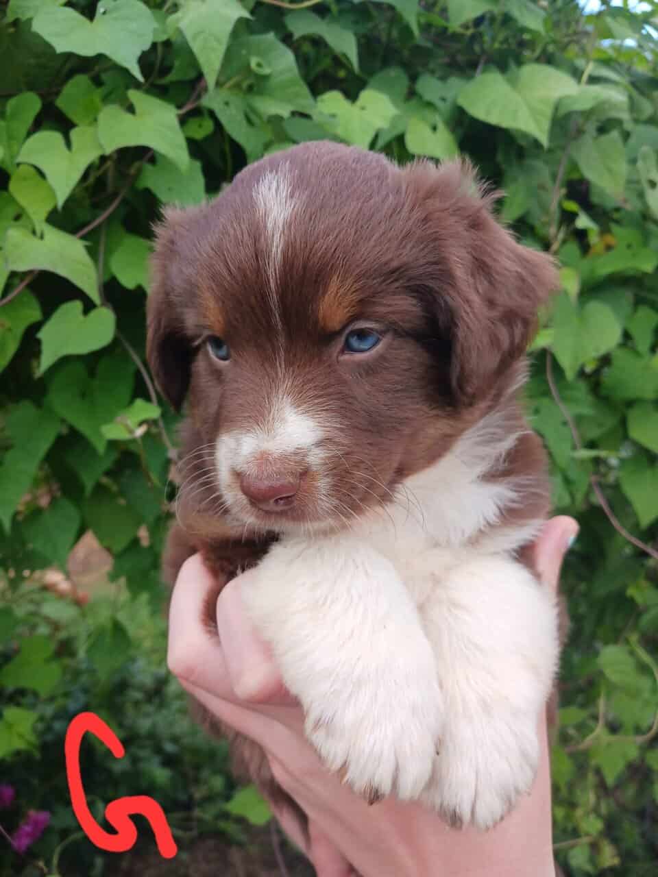 Australian Shepherd Puppies image 1