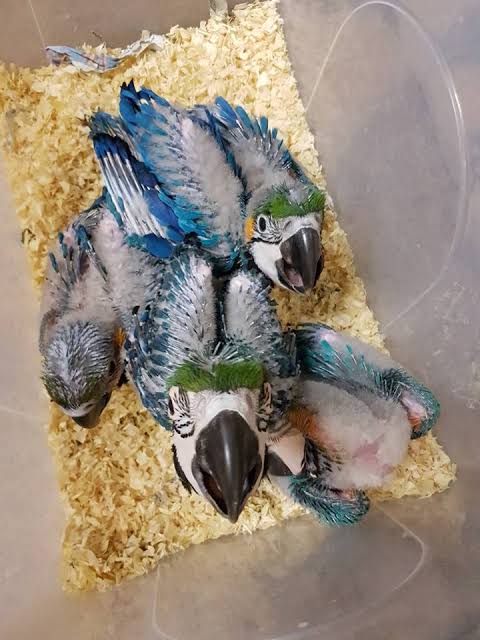 Blue & Gold Macaws image 3