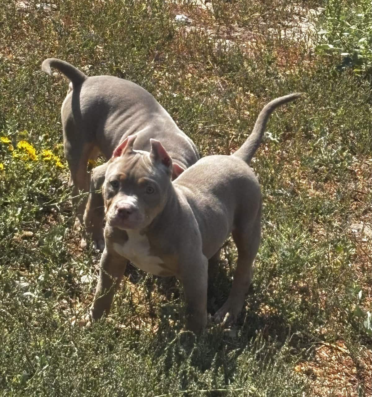 Pocket America bully puppy image 4