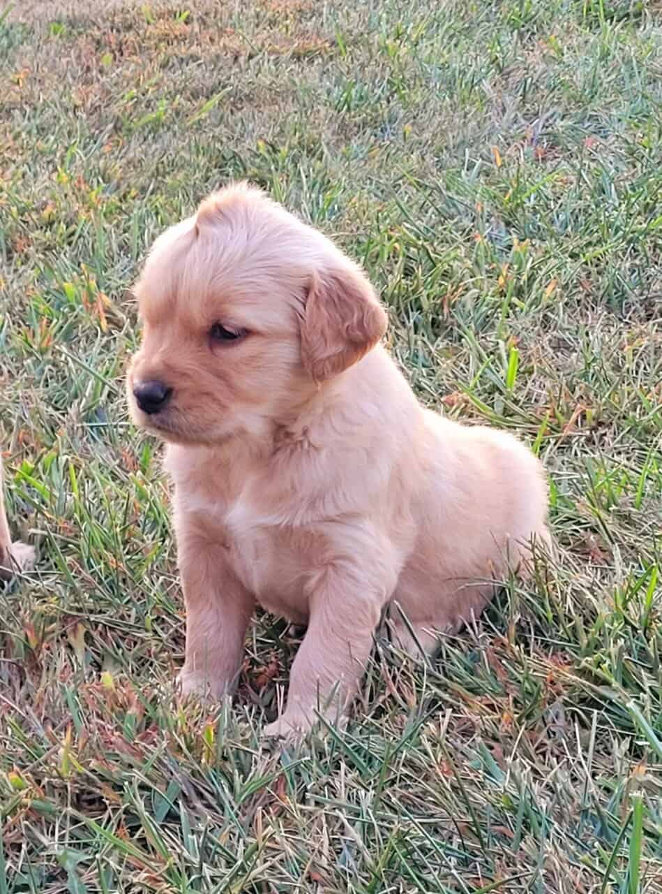 Golden Retriever puppies image 16