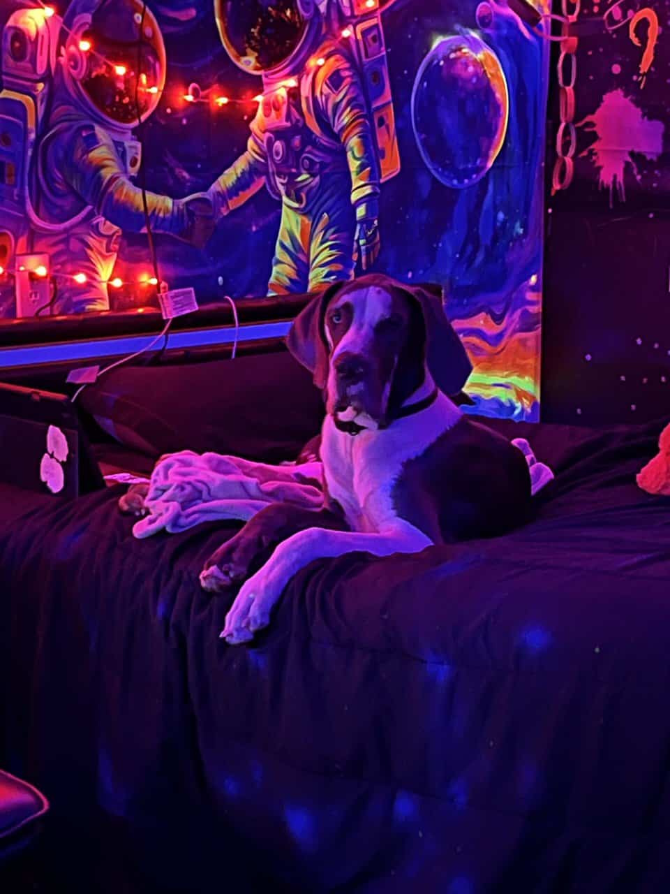 Atticus (rehoming) image 7