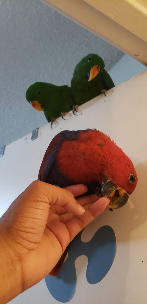 Eclectus Parrots - Tame & Playful image 5