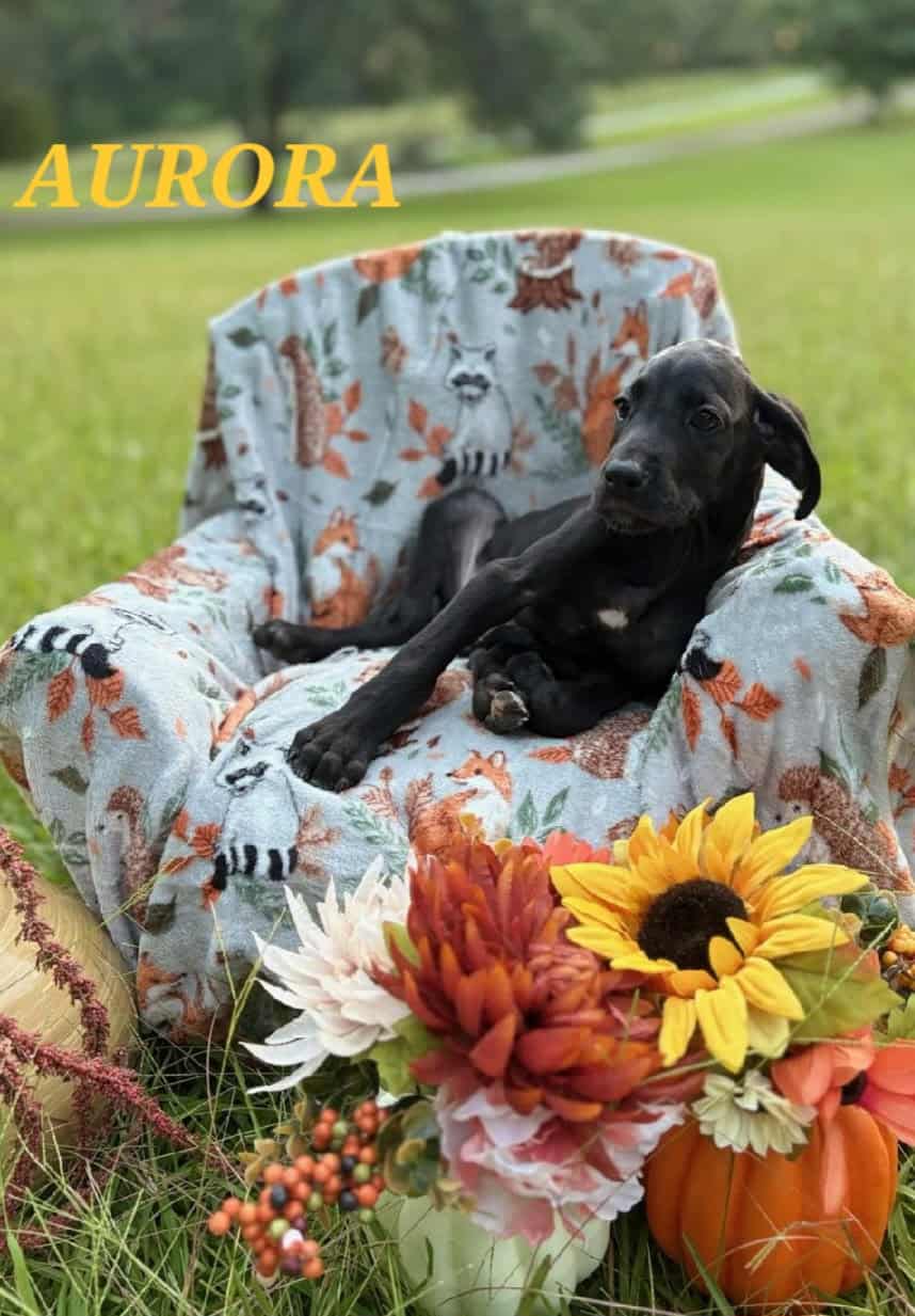 Akc Great danes image 6
