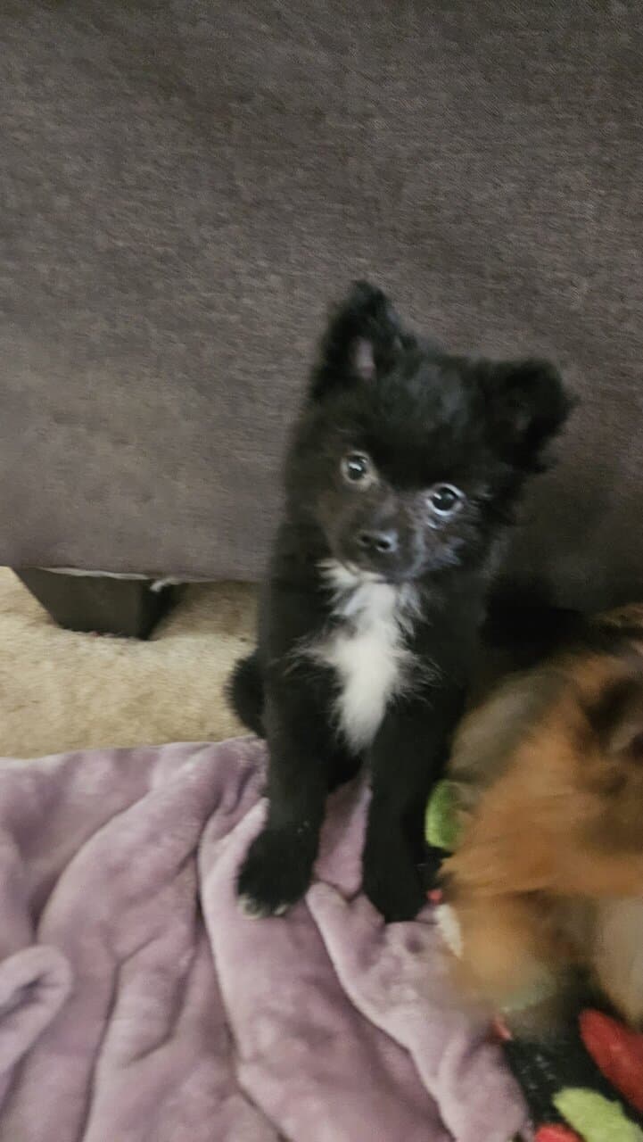 CKC 3 month old Pomeranian Puppies for sale image 2