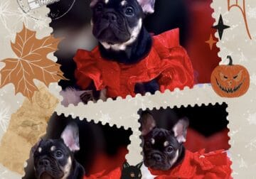 Black tan fluffy carrier female