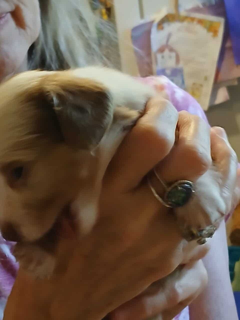 Dachshund puppies image 18