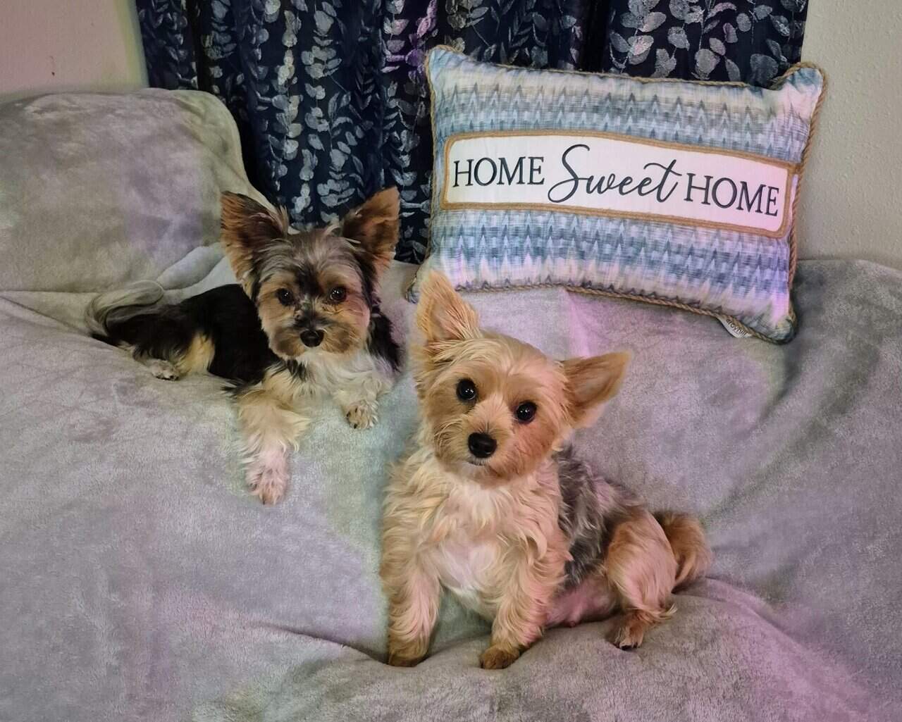 Yorkie Tales image 1