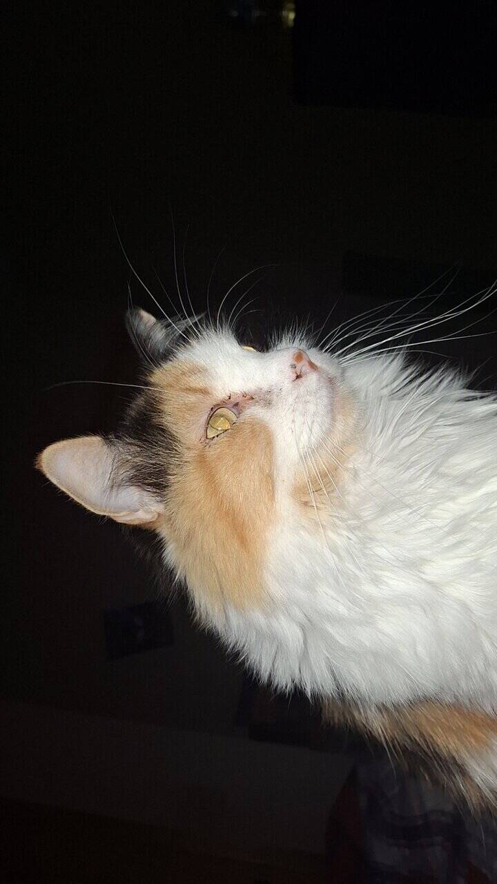 Selling a cat image 3