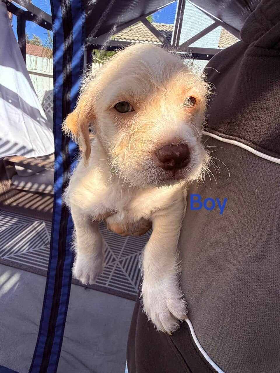 Puppies for sale image 6