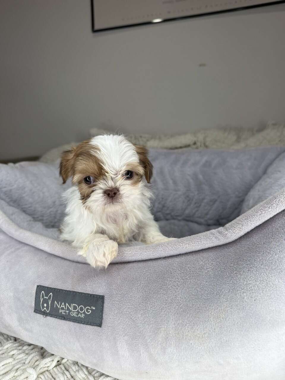 Shih Tzu Girl Puppy (Muffy) image 5